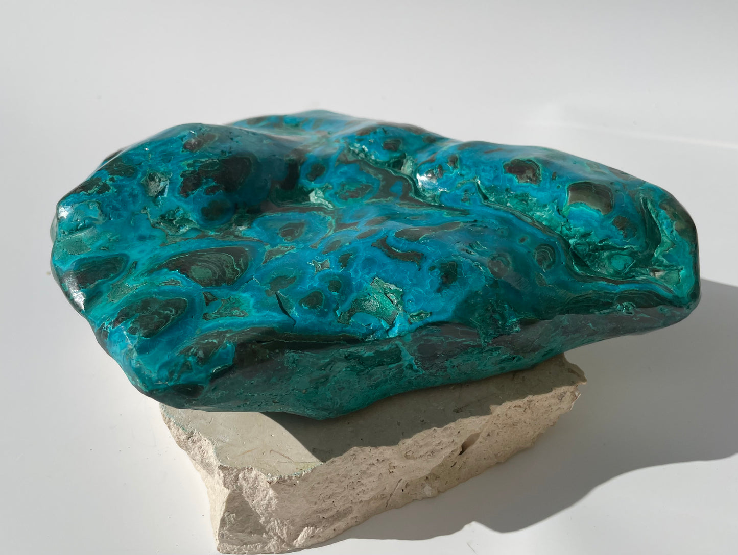 Malacholla Freeform
