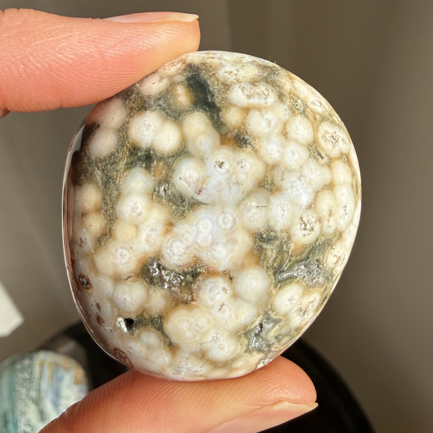 Sea Jasper Palm