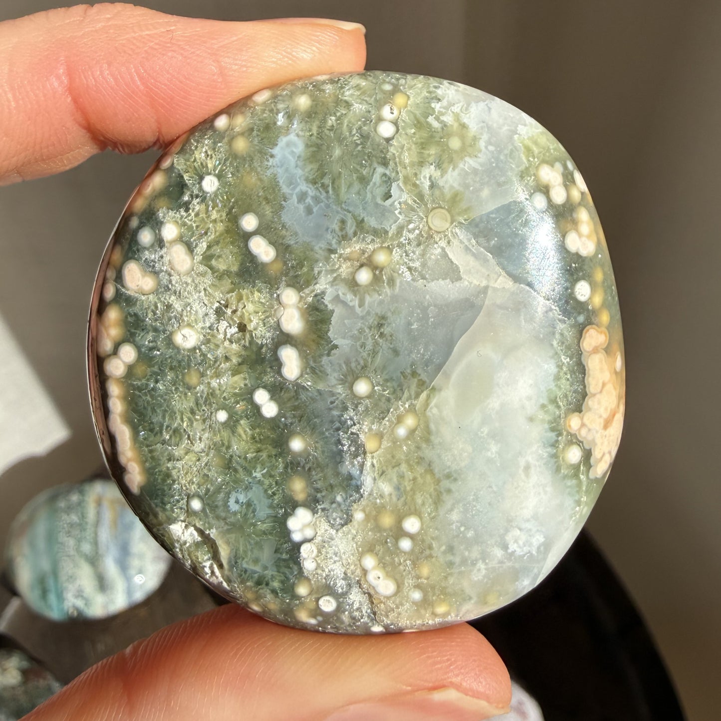 Sea Jasper Palm