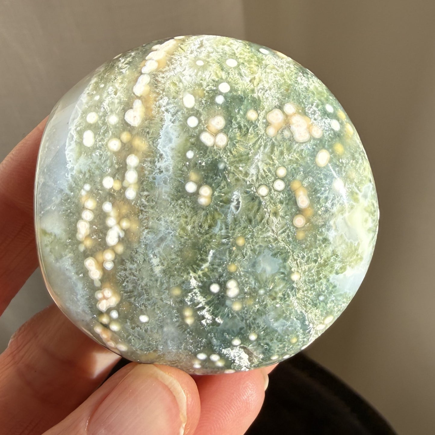 Sea Jasper Palm