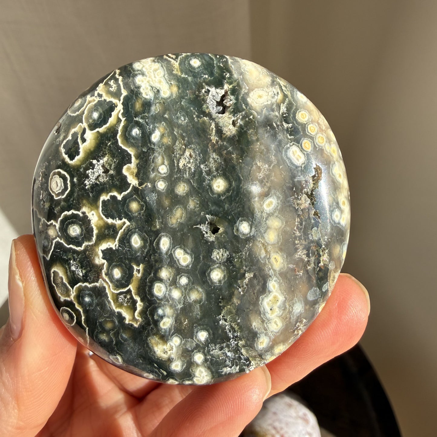 Sea Jasper Palm
