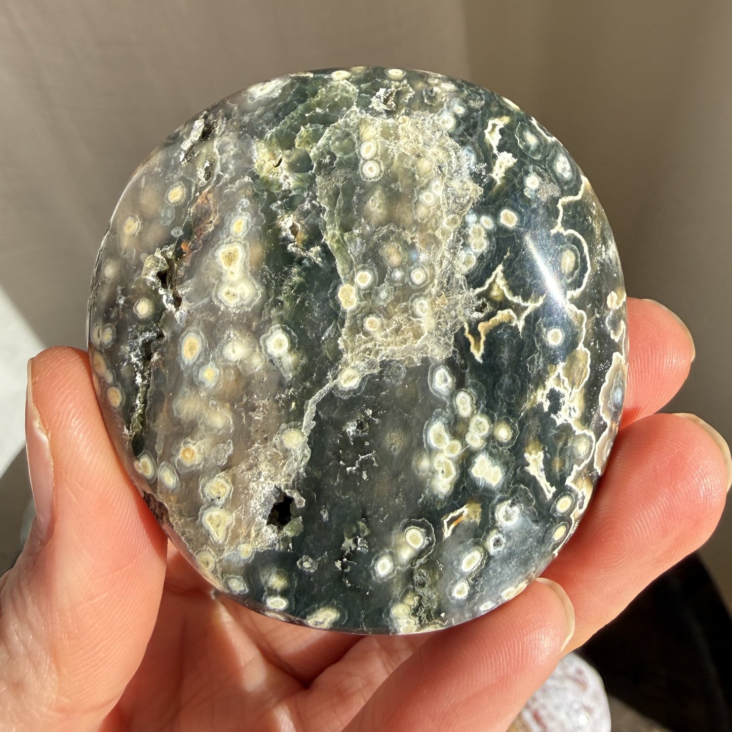 Sea Jasper Palm