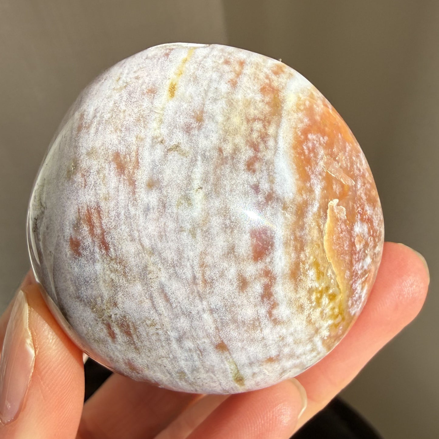 Sea Jasper Palm