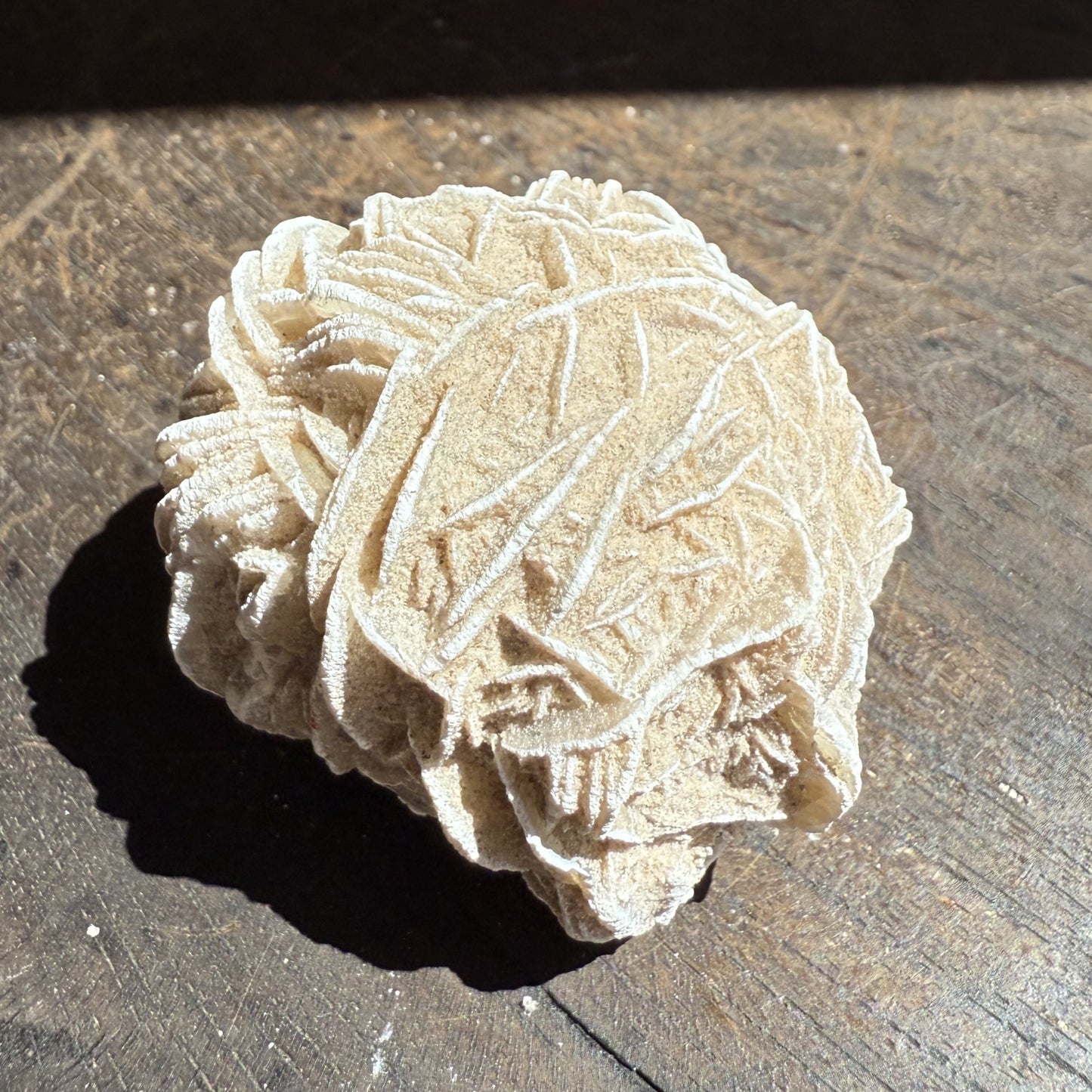 Desert Rose 1