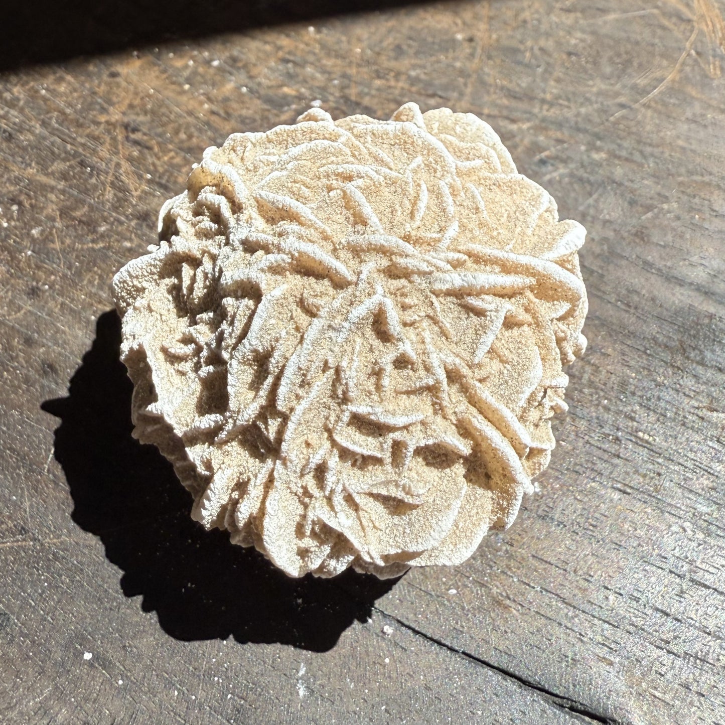 Desert Rose 3