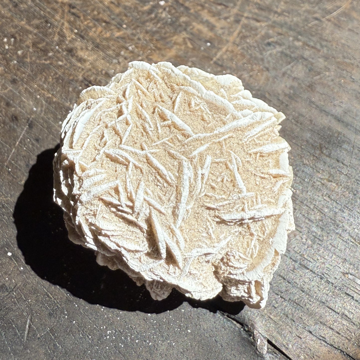 Desert Rose 4