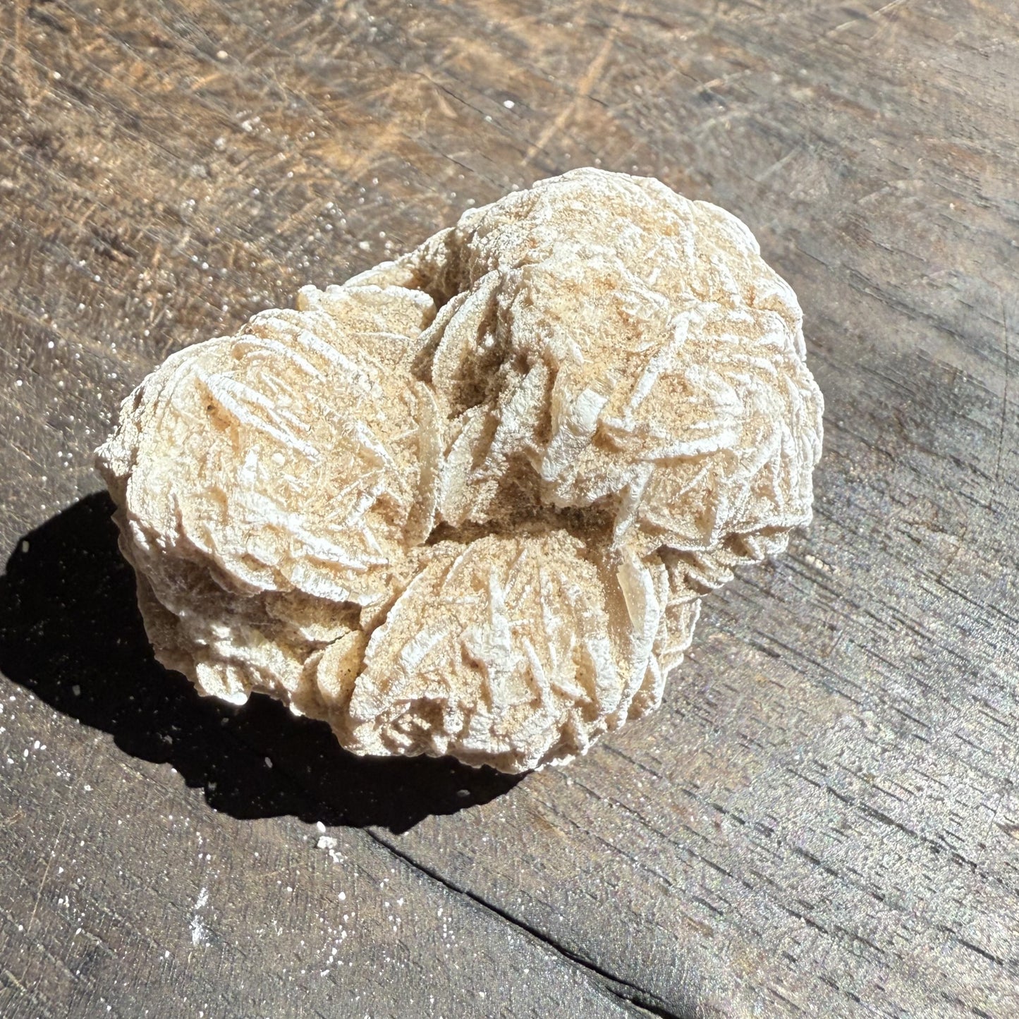 Desert Rose 5
