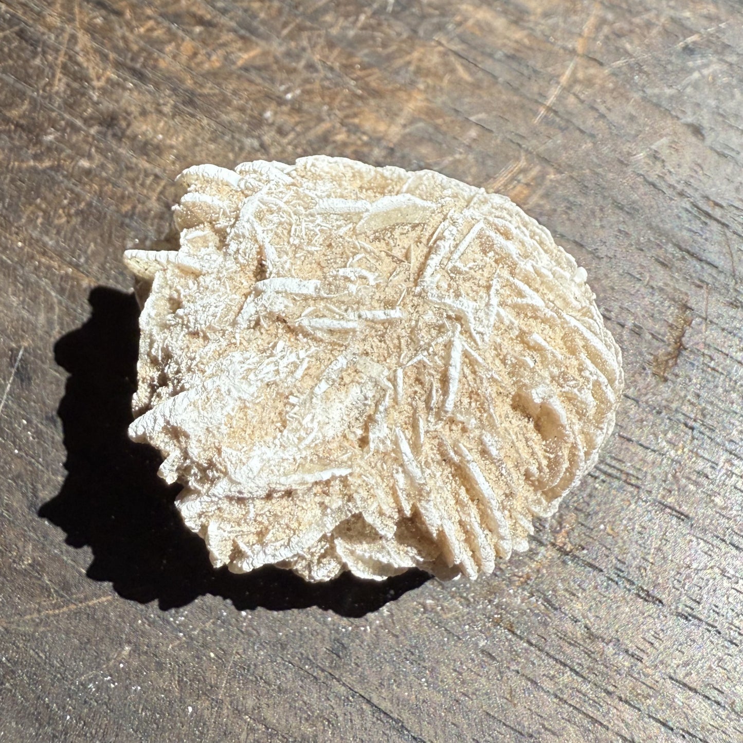 Desert Rose 6