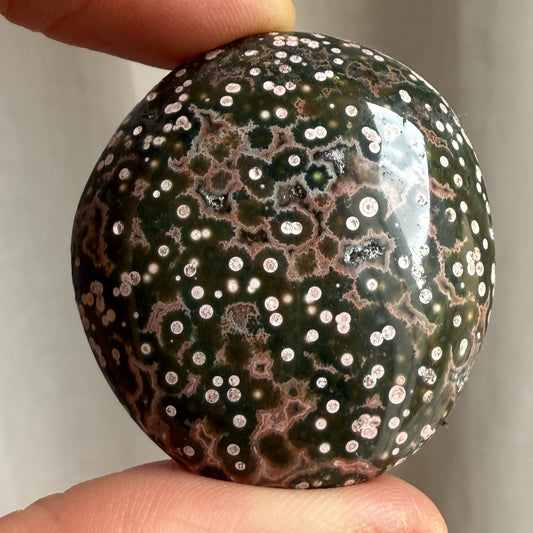 Sea Jasper Palm