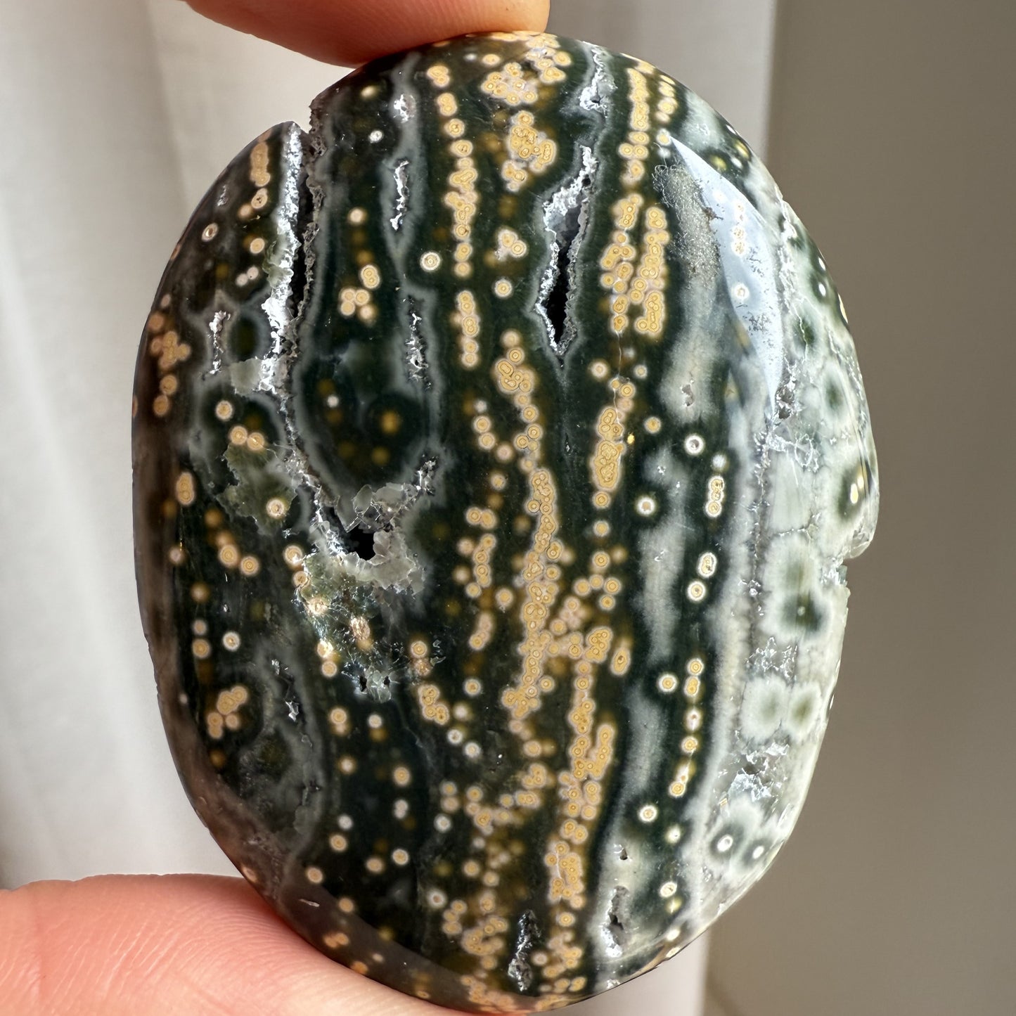 Sea Jasper Palm