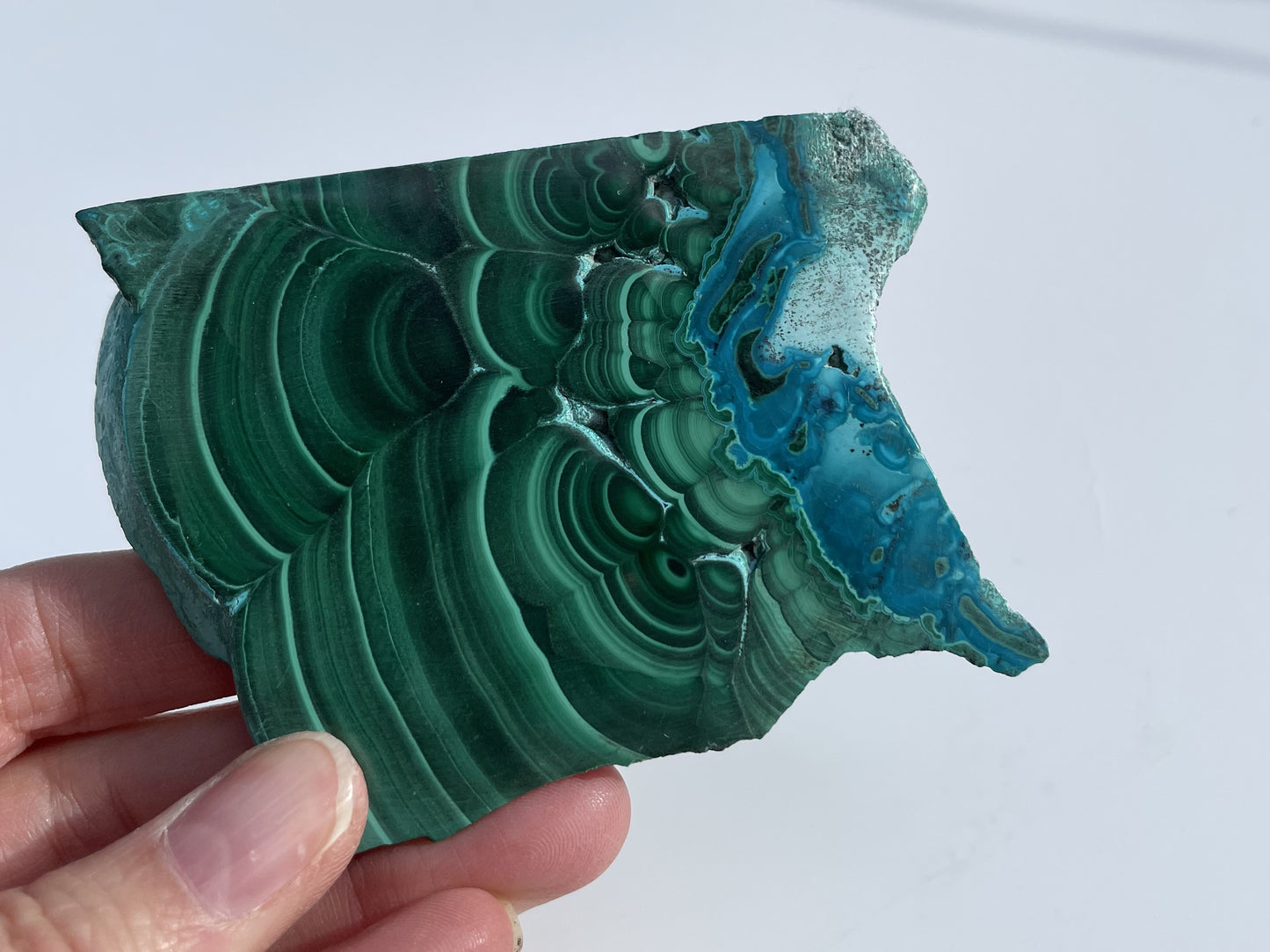 Malachite Polished Slice with Chrysocolla