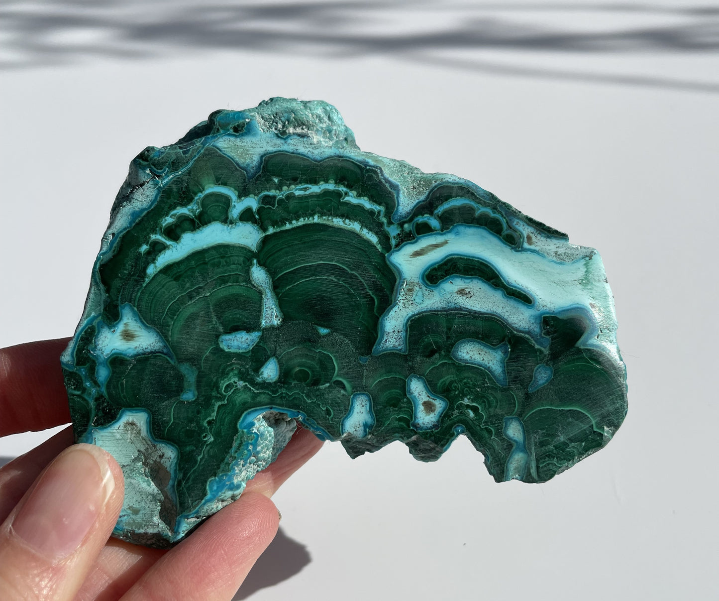 Malachite Polished Slice with Chrysocolla