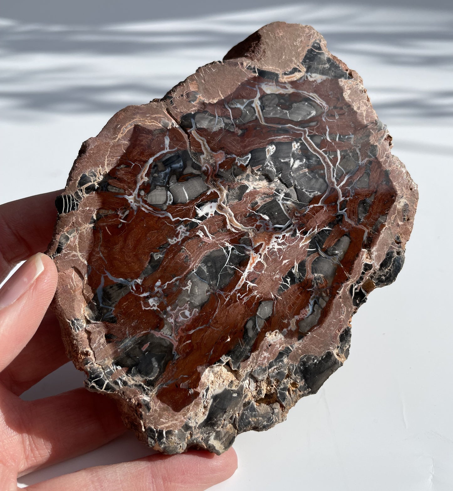 Petrified Wood Polished Slice