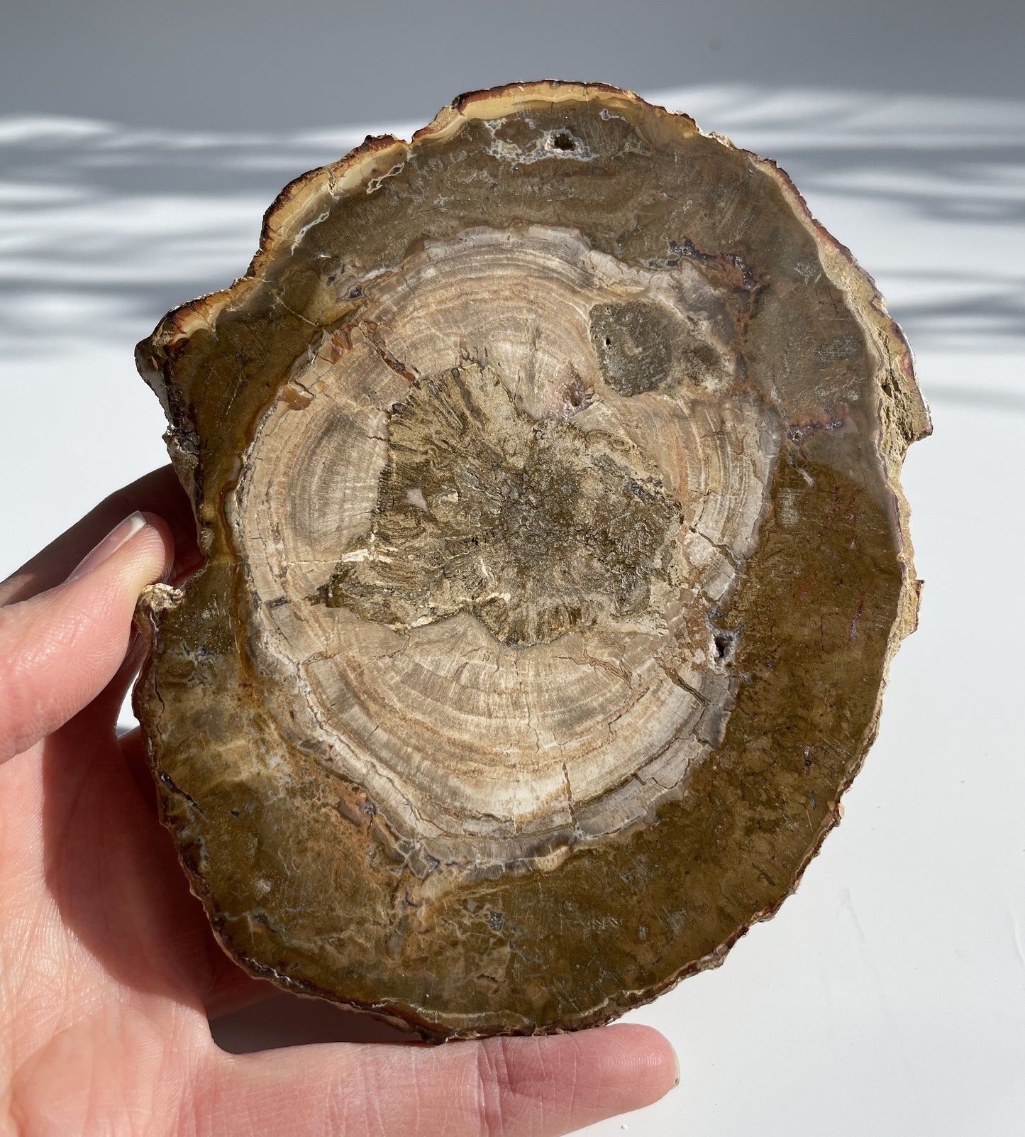 Petrified Wood Polished Slice