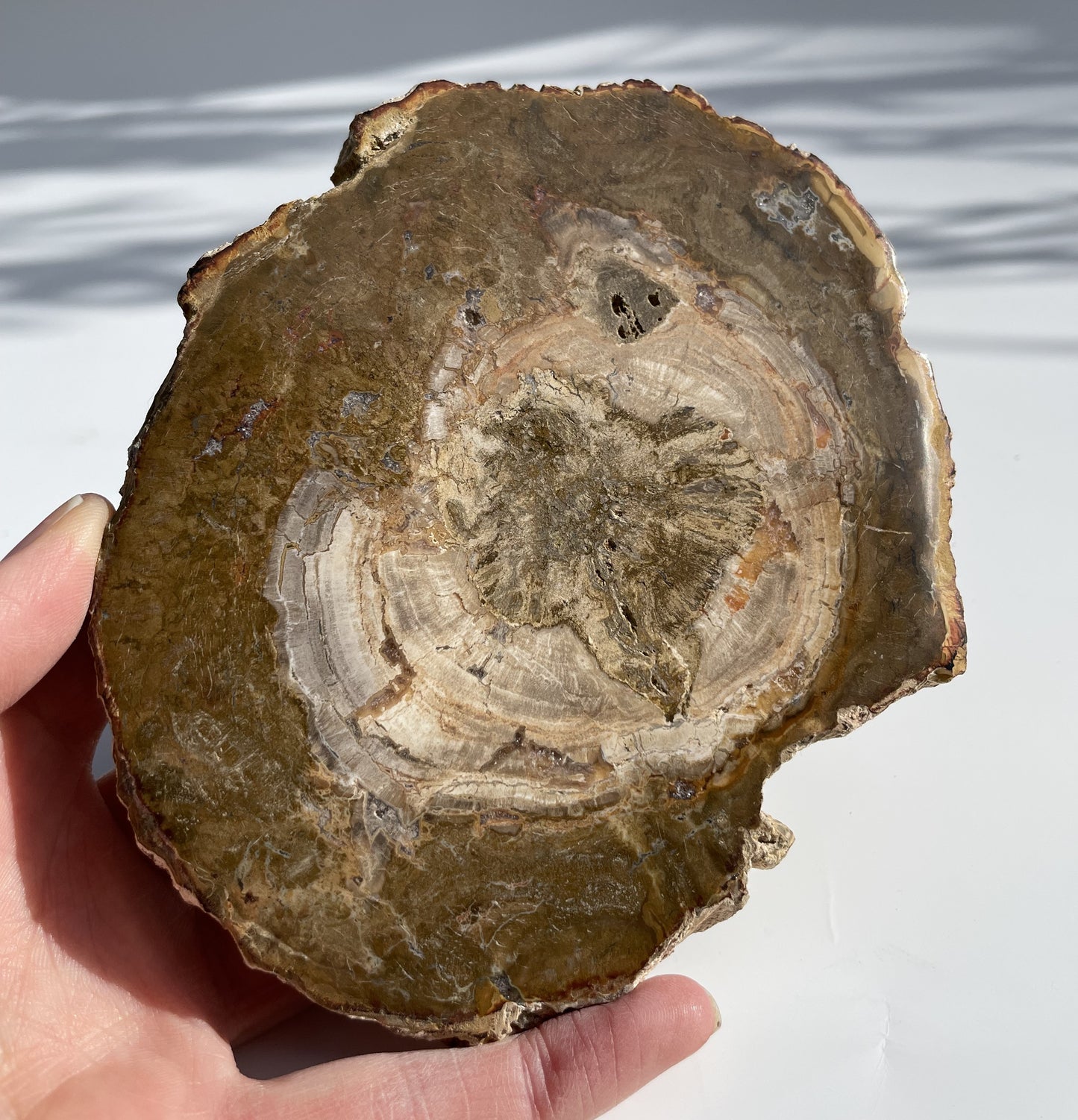 Petrified Wood Polished Slice