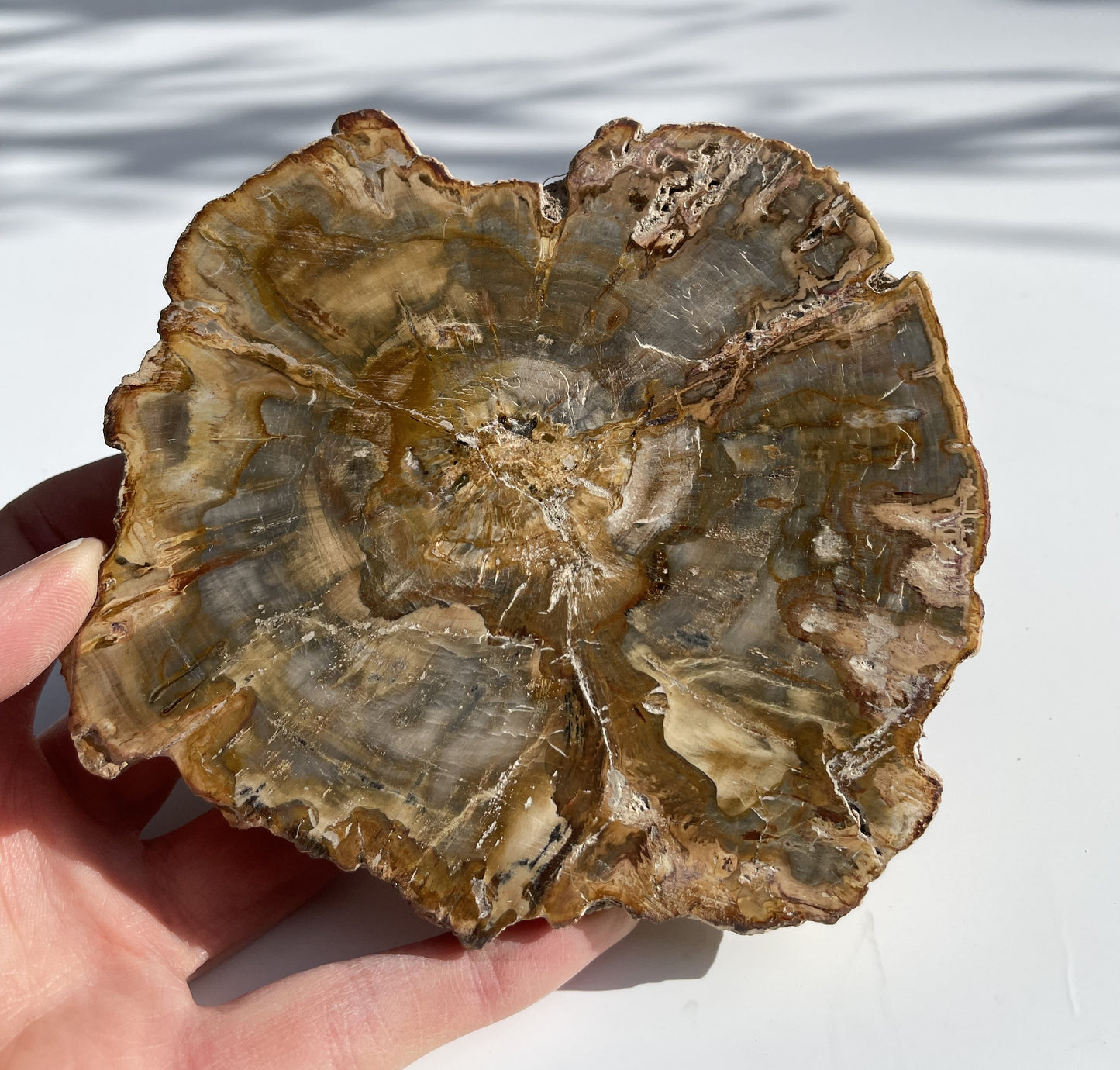 Petrified Wood Polished Slice