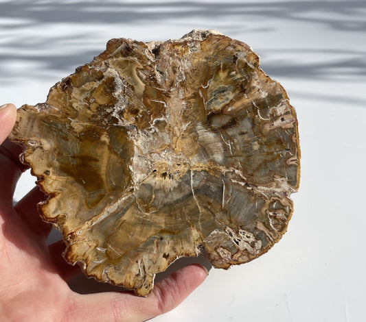 Petrified Wood Polished Slice