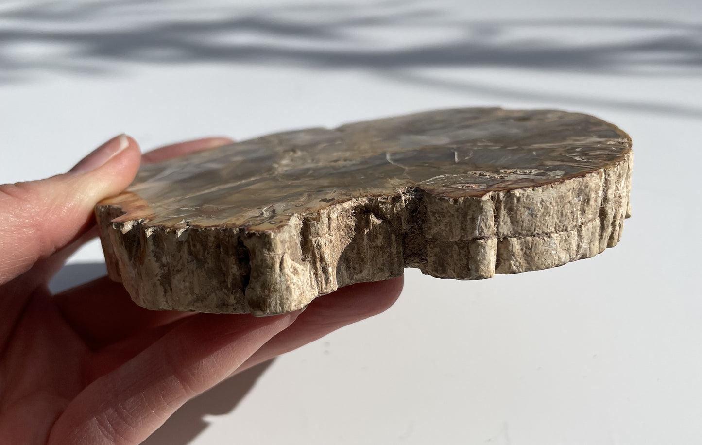 Petrified Wood Polished Slice