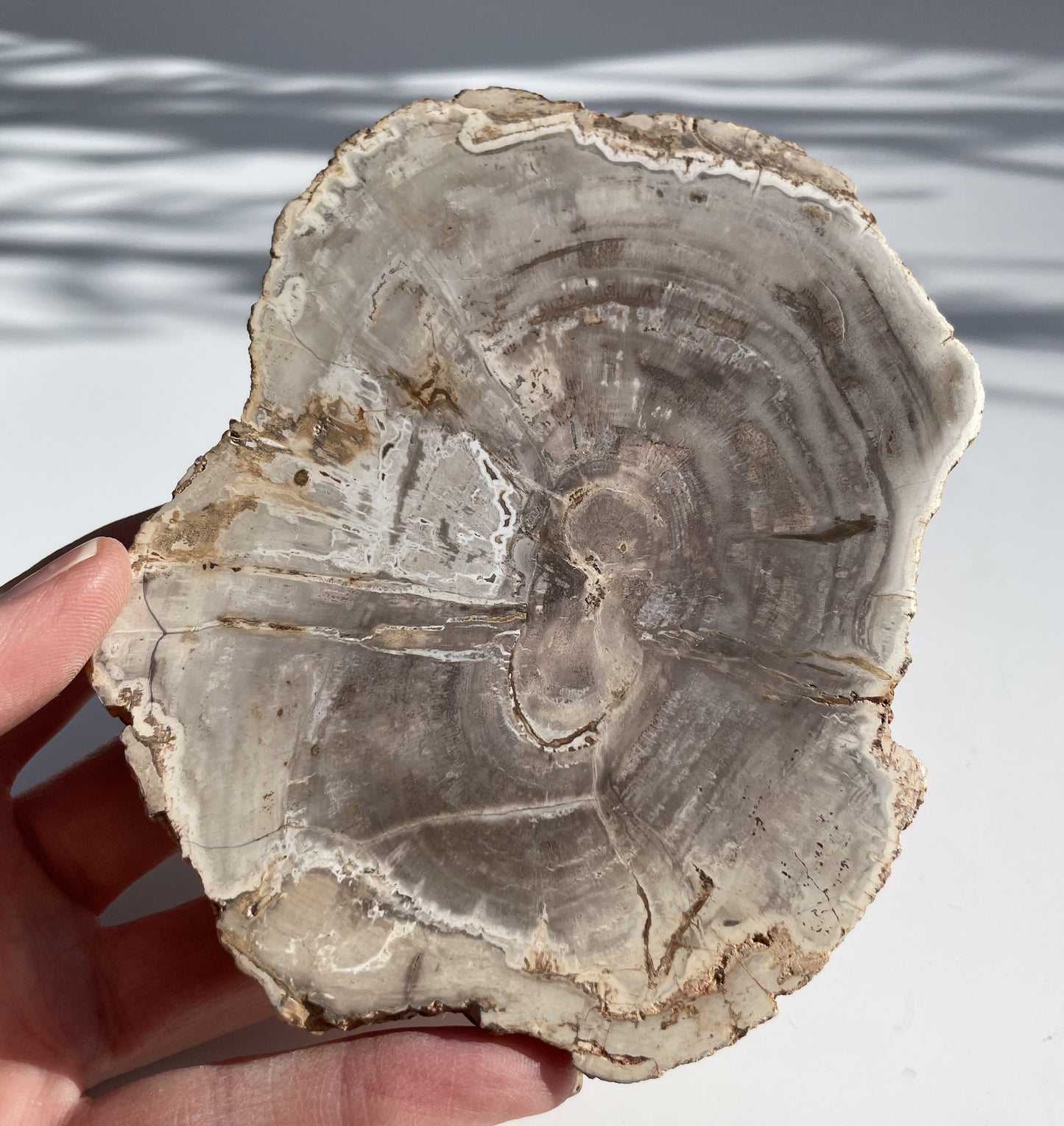 Petrified Wood Polished Slice