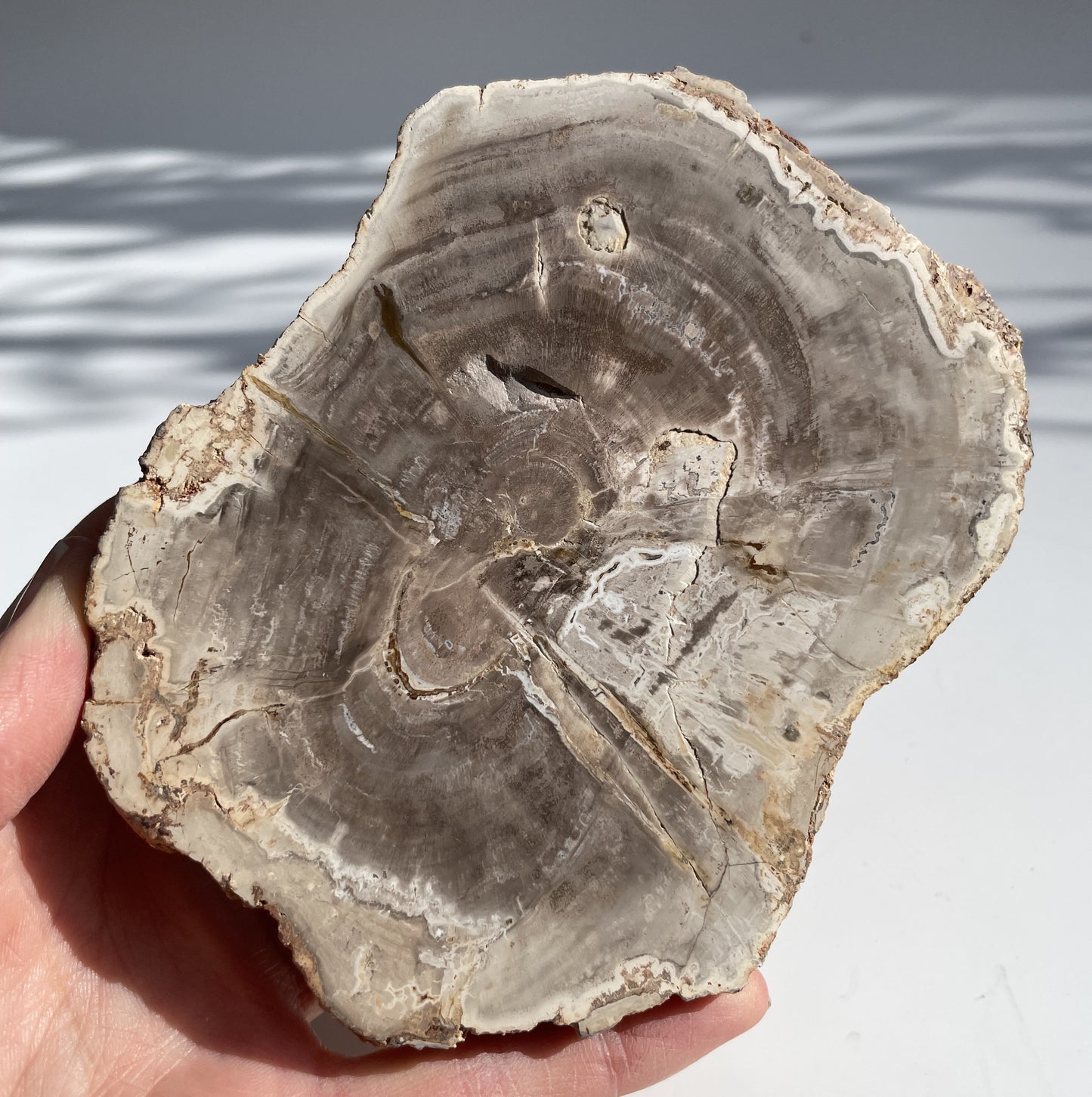 Petrified Wood Polished Slice