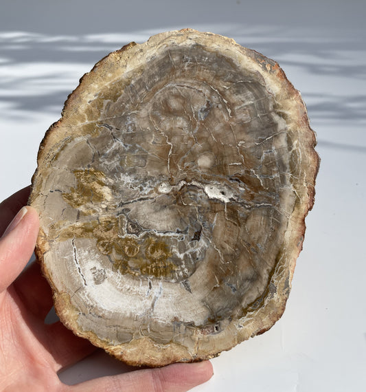 Petrified Wood Polished Slice