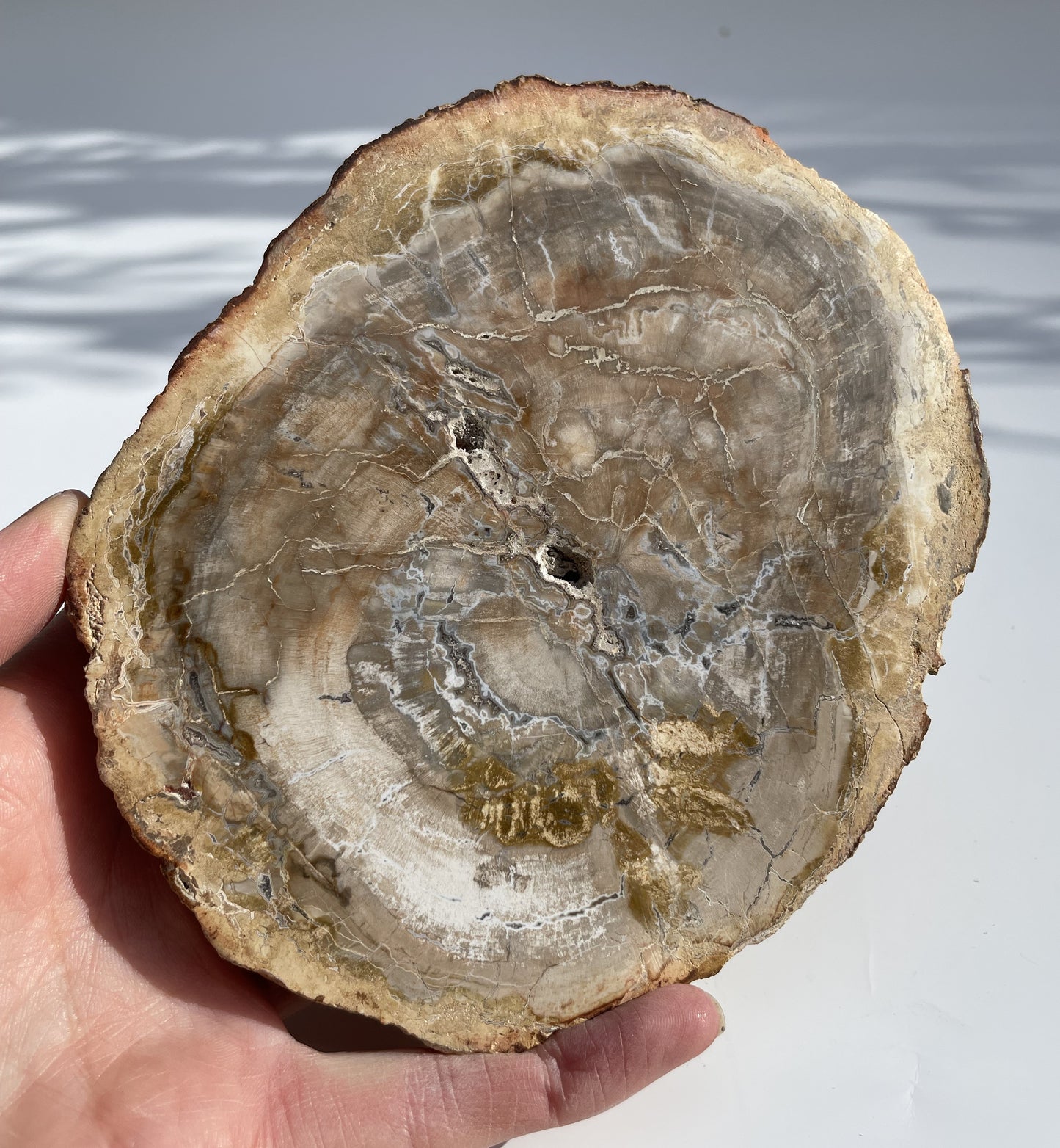 Petrified Wood Polished Slice