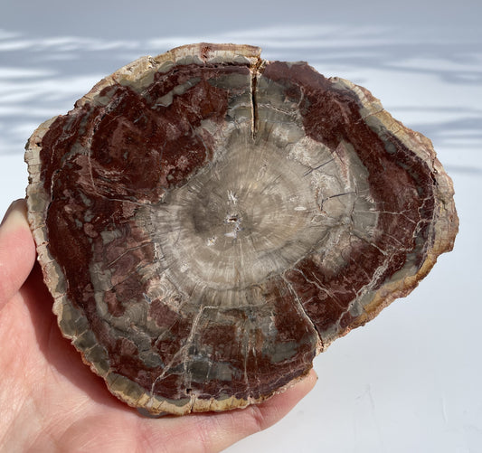 Petrified Wood Polished Slice