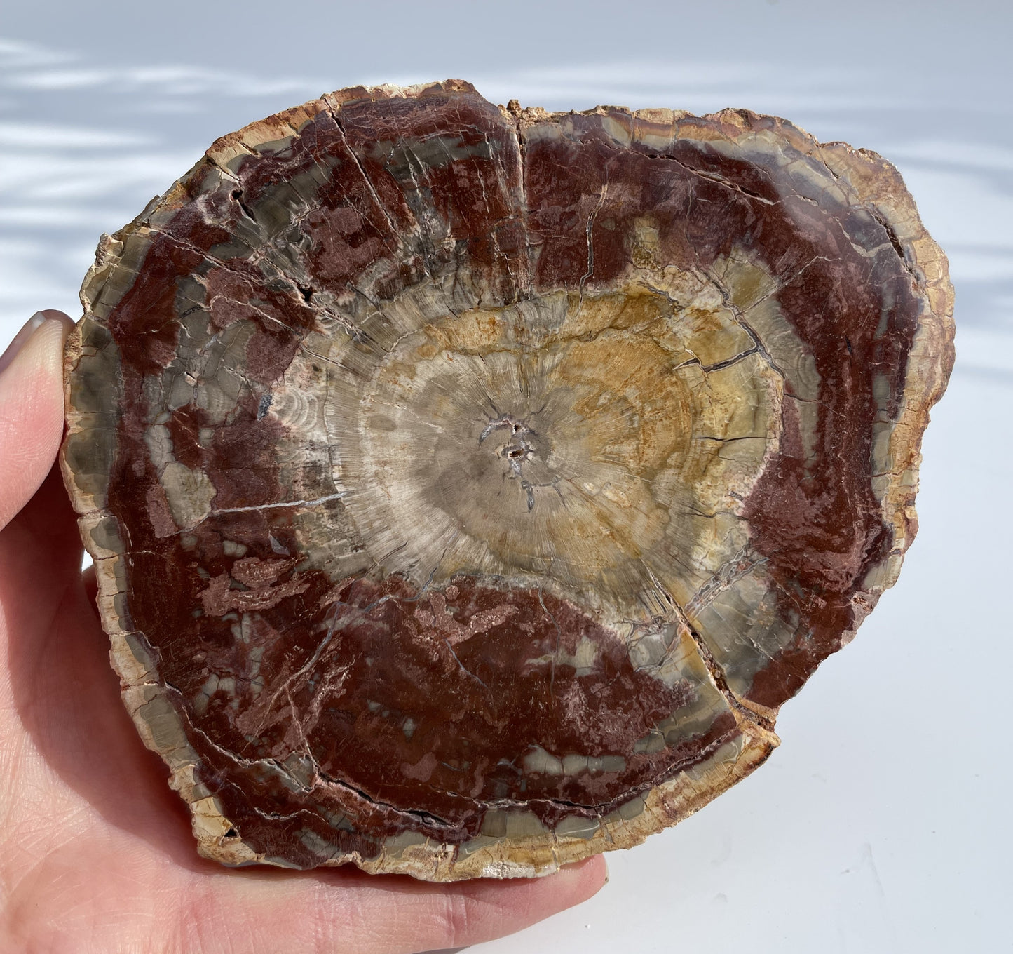 Petrified Wood Polished Slice